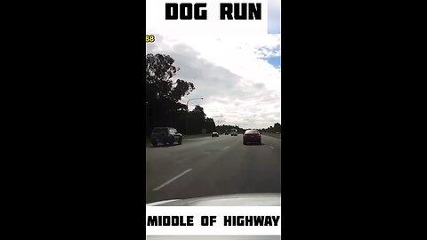 Dog run middle of highway 😯