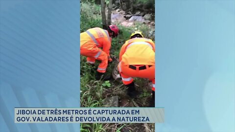 Jiboia de 3 metros é capturada em Governador Valadares e devolvida a natureza