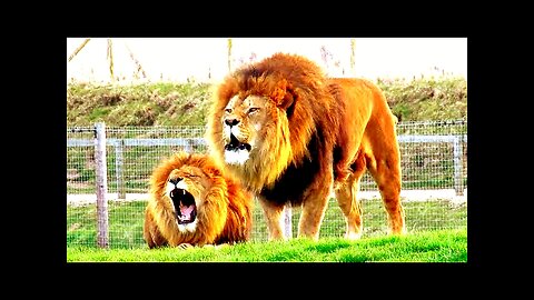 Wild Lion Flirts with Kevin Richardson|😟🤢The Lion Wishperer|😳👹