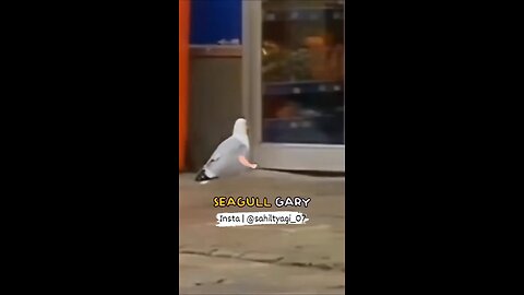 Funny Birds Clip😂🤣😜