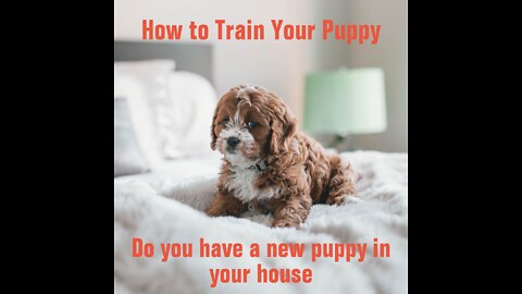 How to Train Your Puppy: Train your Dog