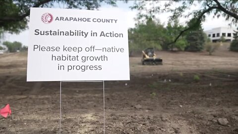 Switch to native grasses estimated to save millions of gallons of water in Littleton