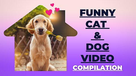 Funny cat and dog compilation