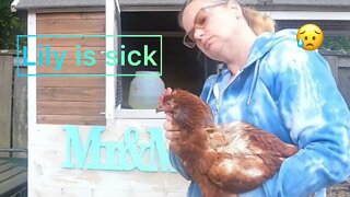 Oh no￼ our favorite chicken is sick🐔