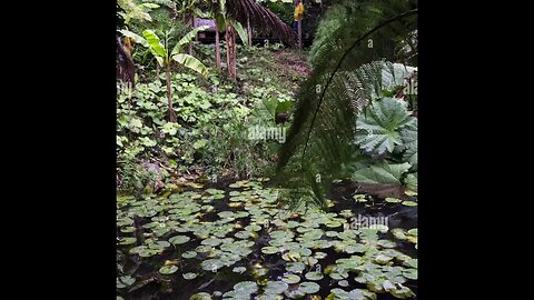 We have to go through the jungle to get to the garden