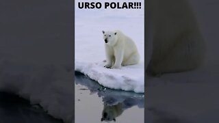 Mundo Animal-Urso Polar #shorts