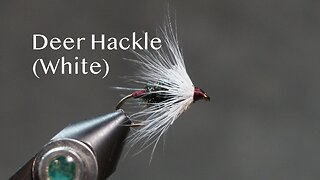 Deer Hackle - White (from Favorite Flies by Mary Orvis Marbury illustrated by Charles Orvis)