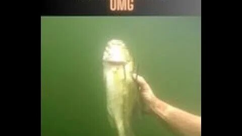 Warning large mouth bass are shot in this video. Fish huggers don't watch. Spearing bass and others