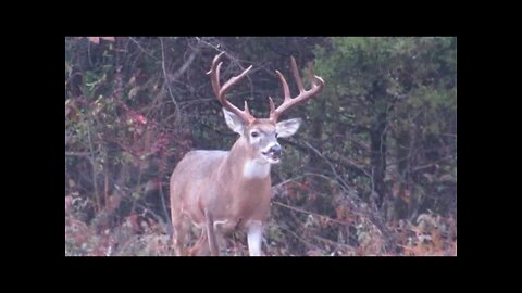 Massive Illinois buck in my food plot! Kapper's deer vlog-Southern Illinois land