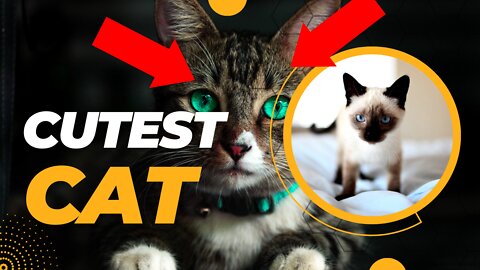 Cute Baby Cat | Baby Cat Playing, How to train Cat, #rumble