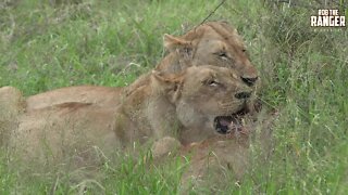 Lion Pride With A Zebra Meal | Kruger National Park