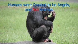 Humans were Created to be Angels, and Not Animals