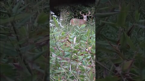 15 yr old shoots Big Buck!