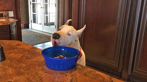 Funny Great Dane Counter Surfs his Dinner Bowl