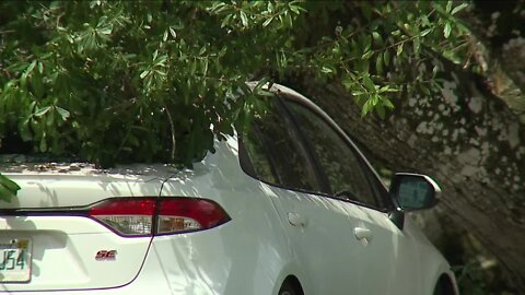 Fallen tree smashes vehicles at North Fort Myers daycare