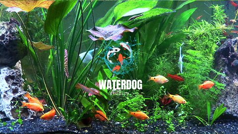 Your Morning Escape - Entrancing Live Planted Fish Tank & Lofi