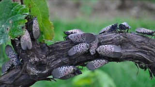 Spotted lanternfly found in Cuyahoga County