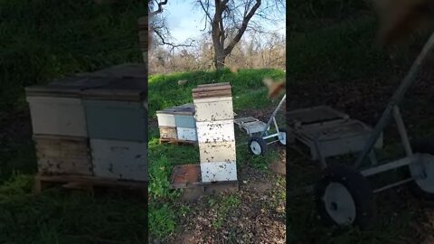 Moving bees in the day bad idea