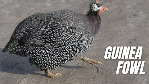 Black And White Guinea Fowl