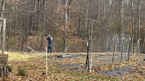 Squirrel Hunting 🐿️ #homestead #hunting #squirrel #rifle Chamberlin Family Farms “Naturally Good”