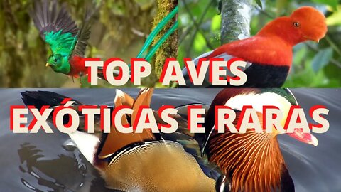 Top Belas e Exóticas Aves Raras - canal top 10