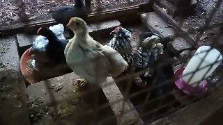 Update on the chicks 18th June 2021