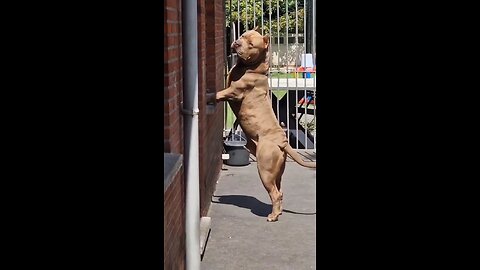 🐕Pitbull dogs attitude 😈 || dog video #pitbu #dogfight #lover