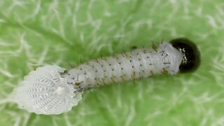 Monarch Butterfly Caterpillar Hatching - Digital Microscope