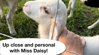 Daisy takes to me faster than any lamb yet!