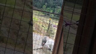 Birds visit doorstep