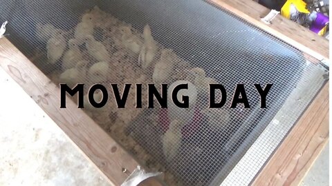 Moving Day: At Least for the Birds