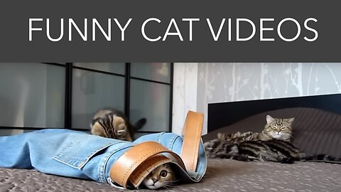 Funny Videos of Cat | Cat Compilation| Funny Cats |