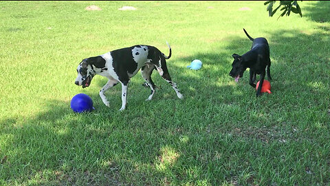 Happy Harlequin & Black Great Danes Love To Play With Jolly Ball Horse Toys