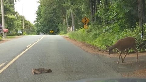 When Baby Deer Gets Scared in the Middle of the Road, Mom Comes to the Rescue in the Best Way