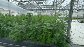 Local greenhouse getting ready to grow marijuana