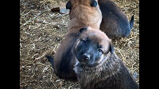 Shepinois Puppies