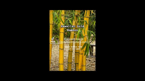 Orlando Privacy Plants 407-777-4807 Hawaiian Gold Bamboo Florida