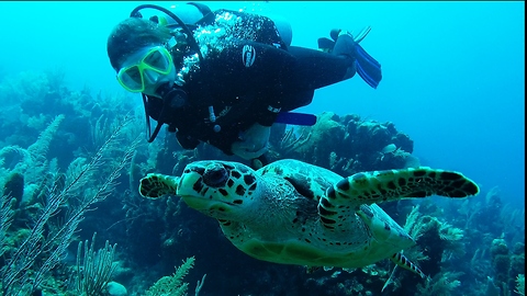 Diver's magical interaction with endangered sea turtle is no accident