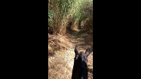 Jungle riding