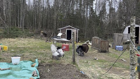 Turkeys got in a disagreement