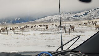 Elk in Southwestern Montana