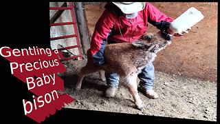 How to gentle a precious bison baby