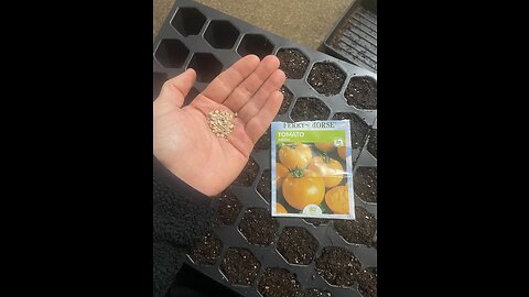 Now is the Time to Start Tomato Seeds
