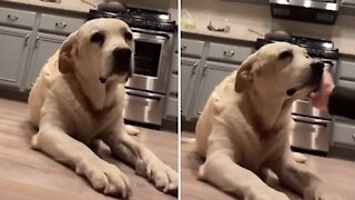 Doggy flops hard when lightly slapped in the face