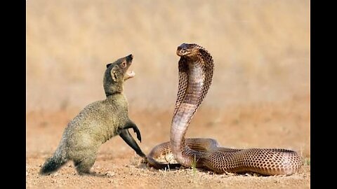 Snake and Weasel War attack. #funny #viralvideo #viral