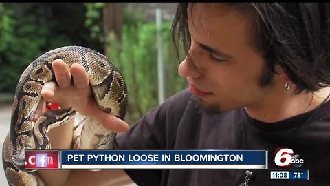Bloomington man searching for escaped pet python