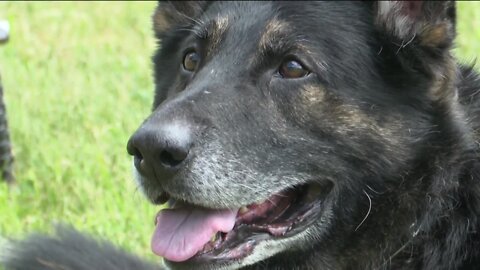 Retired police dog battling terminal illness to be honored through St. Francis statue