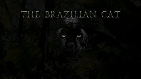 The Brazilian Cat: Tales of Mystery and Nighttime Adventures