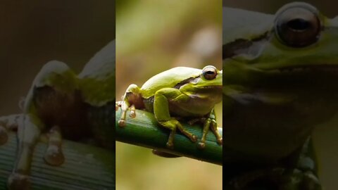 #animals#amazin#nature#frog #green#naturephotography#animallover