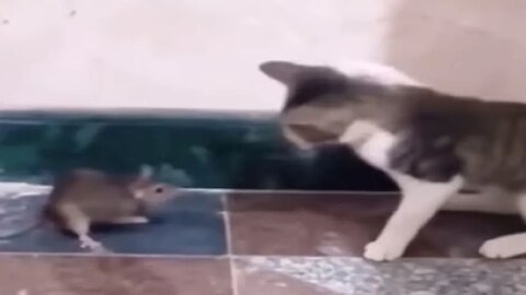 Cat vs rat funny videos? #cats #funny #cute #video